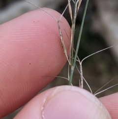 Aristida ramosa at Cook, ACT - 4 Aug 2024