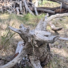 Aristida ramosa at Cook, ACT - 4 Aug 2024