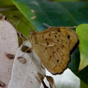 Heteronympha merope at Camden Head, NSW - 27 Nov 2023