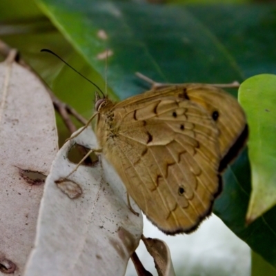 Heteronympha merope (Common Brown Butterfly) at Camden Head, NSW - 27 Nov 2023 by KorinneM