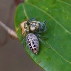 Opisthoncus sp. (genus) at Camden Head, NSW - 27 Nov 2023 by KorinneM