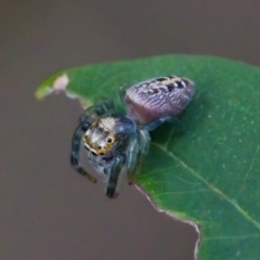 Opisthoncus sp. (genus) at Camden Head, NSW - 27 Nov 2023 06:22 PM