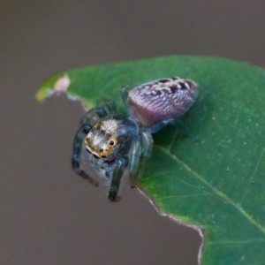 Opisthoncus sp. (genus) at Camden Head, NSW - 27 Nov 2023 06:22 PM