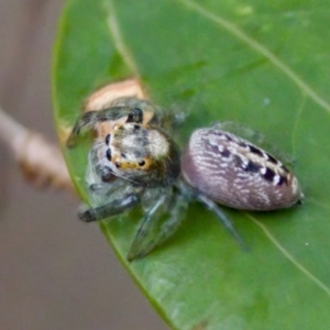 Opisthoncus sp. (genus) at Camden Head, NSW - 27 Nov 2023 06:22 PM