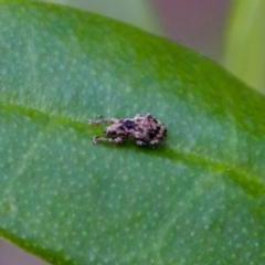 Curculionidae (family) at Camden Head, NSW - 27 Nov 2023 by KorinneM