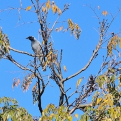 Coracina novaehollandiae (Black-faced Cuckooshrike) at Tahmoor, NSW - 2 Aug 2024 by Freebird