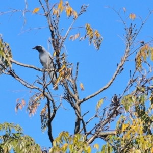 Coracina novaehollandiae at Tahmoor, NSW - 2 Aug 2024