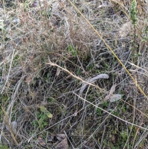 Aristida ramosa at Cook, ACT - 4 Aug 2024