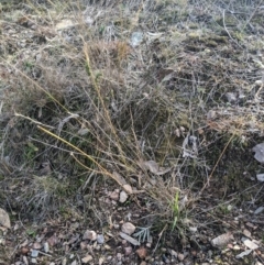 Aristida ramosa at Cook, ACT - 4 Aug 2024 12:35 PM