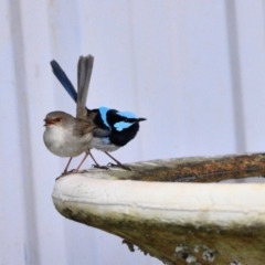 Malurus cyaneus (Superb Fairywren) at Tahmoor, NSW - 1 Aug 2024 by Freebird