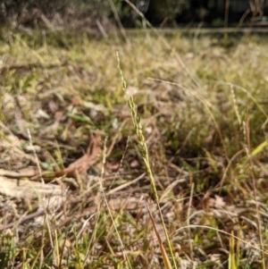 Ehrharta erecta at Higgins, ACT - 3 Aug 2024