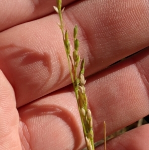 Ehrharta erecta at Higgins, ACT - 3 Aug 2024