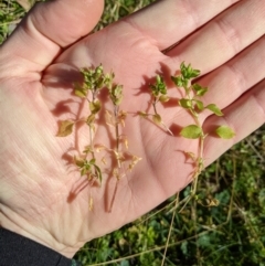 Stellaria media (Common Chickweed) at Higgins, ACT - 3 Aug 2024 by MattM