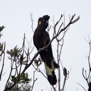 Zanda funerea at Camden Head, NSW - 27 Nov 2023 06:38 PM