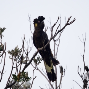 Zanda funerea at Camden Head, NSW - 27 Nov 2023