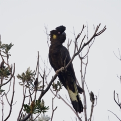 Zanda funerea at Camden Head, NSW - 27 Nov 2023 06:38 PM