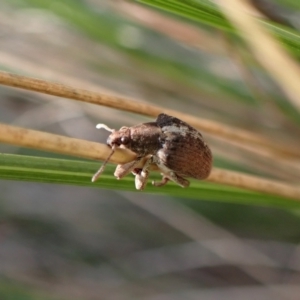 Gonipterus suturalis at Aranda, ACT - 23 Jul 2024