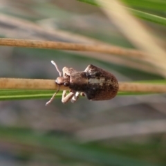 Gonipterus suturalis at Aranda, ACT - 23 Jul 2024