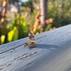 Cryptothelea fuscescens by lesleykeegan