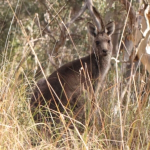 Macropus giganteus at Acton, ACT - 4 Aug 2024