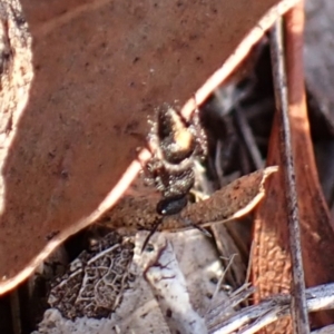 Mutillidae (family) at Aranda, ACT - 23 Jul 2024