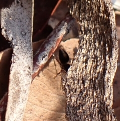 Mutillidae (family) at Aranda, ACT - 23 Jul 2024