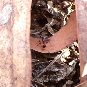 Aphaenogaster longiceps at Aranda, ACT - 23 Jul 2024 04:06 PM