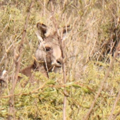 Macropus giganteus (Eastern Grey Kangaroo) at Acton, ACT - 4 Aug 2024 by ConBoekel