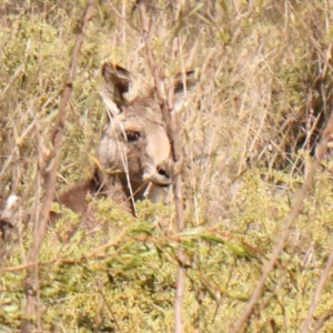 Macropus giganteus at Acton, ACT - 4 Aug 2024