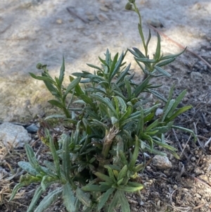 Senecio madagascariensis at Googong, NSW - 4 Aug 2024 01:16 PM