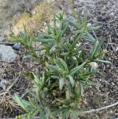 Senecio madagascariensis at Googong, NSW - 4 Aug 2024 01:16 PM