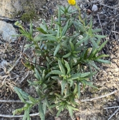 Senecio madagascariensis at Googong, NSW - 4 Aug 2024