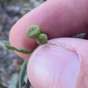 Senecio madagascariensis at Googong, NSW - 4 Aug 2024