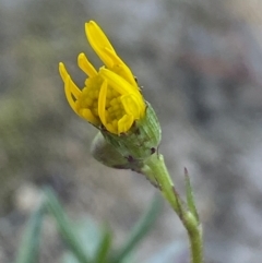 Senecio madagascariensis at Googong, NSW - 4 Aug 2024 01:16 PM