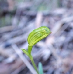 Bunochilus umbrinus (ACT) = Pterostylis umbrina (NSW) (Broad-sepaled Leafy Greenhood) at Aranda, ACT by CathB