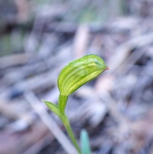 Bunochilus umbrinus (ACT) = Pterostylis umbrina (NSW) at suppressed - 31 Jul 2024