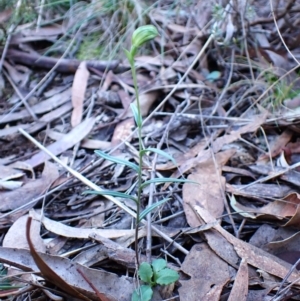 Bunochilus umbrinus (ACT) = Pterostylis umbrina (NSW) at suppressed - 31 Jul 2024