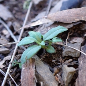 Bunochilus umbrinus (ACT) = Pterostylis umbrina (NSW) at suppressed - 31 Jul 2024