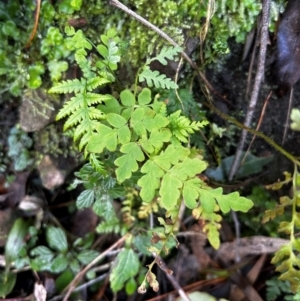 Histiopteris incisa at Uriarra Village, ACT - 4 Aug 2024