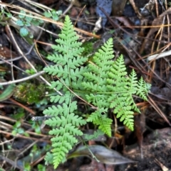 Hypolepis glandulifera (Downy Ground Fern) at Uriarra Village, ACT - 4 Aug 2024 by Rebeccaryanactgov