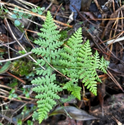 Hypolepis glandulifera (Downy Ground Fern) at Uriarra Village, ACT - 4 Aug 2024 by Rebeccaryanactgov