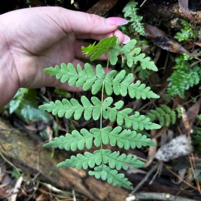 Histiopteris incisa (Bat's-Wing Fern) at Uriarra Village, ACT - 4 Aug 2024 by Rebeccaryanactgov