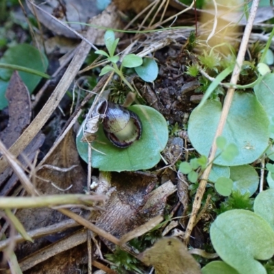 Corysanthes incurva (Slaty Helmet Orchid) at Aranda, ACT - 31 Jul 2024 by CathB