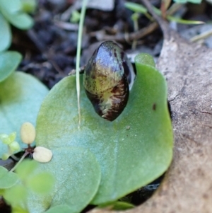 Corysanthes incurva at suppressed - 31 Jul 2024