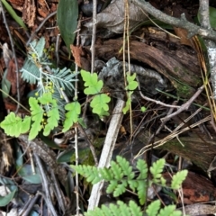 Histiopteris incisa (Bat's-Wing Fern) at Uriarra Village, ACT - 4 Aug 2024 by Rebeccaryanactgov