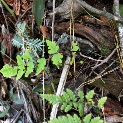 Histiopteris incisa (Bat's-Wing Fern) at Uriarra Village, ACT - 4 Aug 2024 by Rebeccaryanactgov