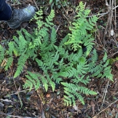 Histiopteris incisa (Bat's-Wing Fern) at Uriarra Village, ACT - 4 Aug 2024 by Rebeccaryanactgov