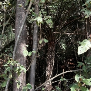 Cyathea australis subsp. australis at Uriarra Village, ACT - suppressed