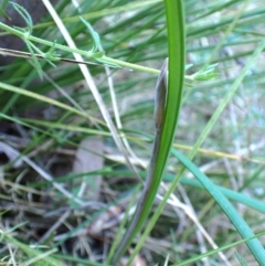 Lyperanthus suaveolens (Brown Beaks) at Aranda, ACT - 3 Aug 2024 by CathB