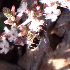 Melangyna sp. (genus) (Hover Fly) at Aranda, ACT - 31 Jul 2024 by CathB